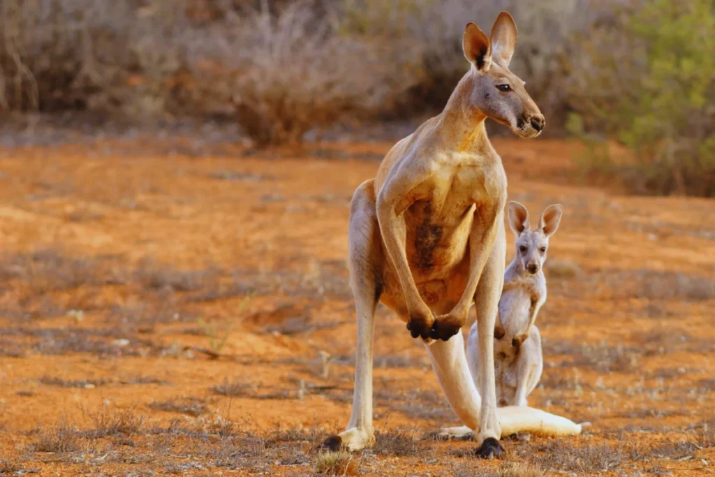 Australia Has More Kangaroos Than People